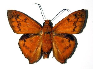  ( - 02-SRNP-14599)  @14 [ ] CreativeCommons - Attribution Non-Commercial Share-Alike (2004) Daniel H. Janzen Guanacaste Dry Forest Conservation Fund