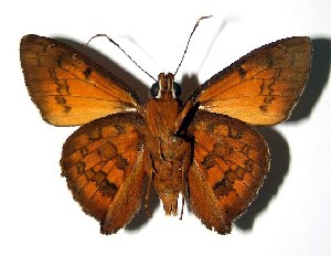  ( - 02-SRNP-14599)  @14 [ ] CreativeCommons - Attribution Non-Commercial Share-Alike (2004) Daniel H. Janzen Guanacaste Dry Forest Conservation Fund