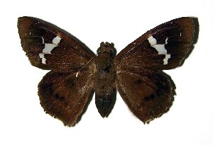  ( - 02-SRNP-18838)  @14 [ ] CreativeCommons - Attribution Non-Commercial Share-Alike (2004) Daniel H. Janzen Guanacaste Dry Forest Conservation Fund