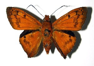  ( - 02-SRNP-2310)  @14 [ ] CreativeCommons - Attribution Non-Commercial Share-Alike (2004) Daniel H. Janzen Guanacaste Dry Forest Conservation Fund