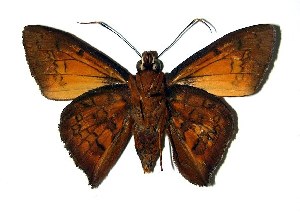  ( - 02-SRNP-2310)  @14 [ ] CreativeCommons - Attribution Non-Commercial Share-Alike (2004) Daniel H. Janzen Guanacaste Dry Forest Conservation Fund