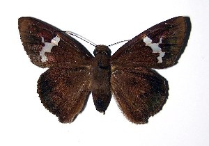  ( - 02-SRNP-2667)  @14 [ ] CreativeCommons - Attribution Non-Commercial Share-Alike (2004) Daniel H. Janzen Guanacaste Dry Forest Conservation Fund