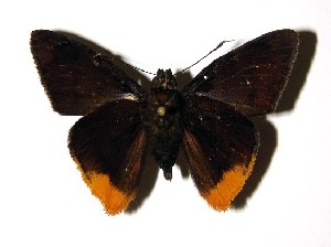  (Telemiades chrysorrhoeaDHJ01 - 02-SRNP-9520)  @14 [ ] CreativeCommons - Attribution Non-Commercial Share-Alike (2004) Daniel H. Janzen Guanacaste Dry Forest Conservation Fund