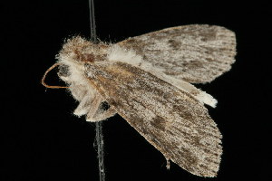  ( - 04HBL006625)  @12 [ ] CreativeCommons - Attribution (2010) CBG Photography Group Centre for Biodiversity Genomics