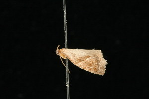  ( - 04HBL006863)  @12 [ ] CreativeCommons - Attribution (2010) CBG Photography Group Centre for Biodiversity Genomics