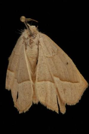  ( - Moth4521.03)  @12 [ ] CreativeCommons - Attribution (2010) CBG Photography Group Centre for Biodiversity Genomics
