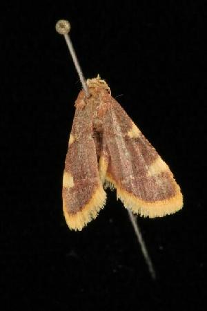 ( - Moth4530.03)  @12 [ ] CreativeCommons - Attribution (2010) CBG Photography Group Centre for Biodiversity Genomics