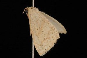  ( - Moth4554.03)  @13 [ ] CreativeCommons - Attribution (2010) CBG Photography Group Centre for Biodiversity Genomics