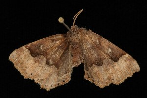  ( - Moth4066.03)  @13 [ ] CreativeCommons - Attribution (2010) CBG Photography Group Centre for Biodiversity Genomics