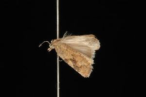  ( - Moth4123.03)  @12 [ ] CreativeCommons - Attribution (2010) CBG Photography Group Centre for Biodiversity Genomics