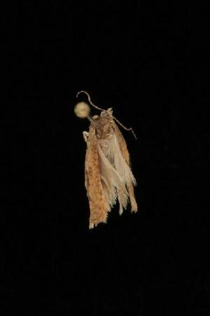  ( - Moth4123.03)  @12 [ ] CreativeCommons - Attribution (2010) CBG Photography Group Centre for Biodiversity Genomics
