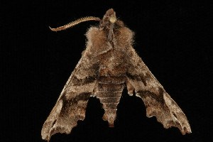  ( - Moth4144.03)  @12 [ ] CreativeCommons - Attribution (2010) CBG Photography Group Centre for Biodiversity Genomics