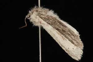  ( - Moth4206.03)  @12 [ ] CreativeCommons - Attribution (2010) CBG Photography Group Centre for Biodiversity Genomics