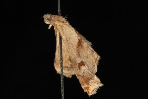  ( - Moth4223.03)  @13 [ ] CreativeCommons - Attribution (2010) CBG Photography Group Centre for Biodiversity Genomics