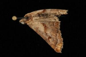 ( - Moth4223.03)  @13 [ ] CreativeCommons - Attribution (2010) CBG Photography Group Centre for Biodiversity Genomics