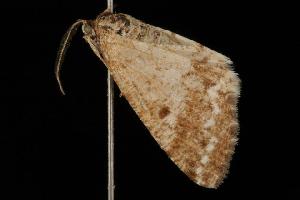  ( - Moth4269.03)  @13 [ ] CreativeCommons - Attribution (2010) CBG Photography Group Centre for Biodiversity Genomics