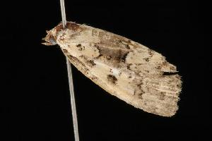  ( - Moth4270.03)  @12 [ ] CreativeCommons - Attribution (2010) CBG Photography Group Centre for Biodiversity Genomics
