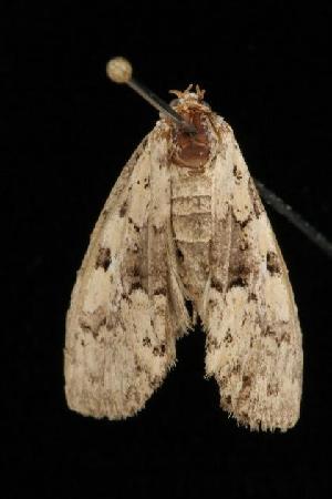  ( - Moth4270.03)  @12 [ ] CreativeCommons - Attribution (2010) CBG Photography Group Centre for Biodiversity Genomics