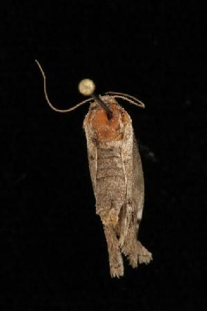  ( - Moth4288.03)  @12 [ ] CreativeCommons - Attribution (2010) CBG Photography Group Centre for Biodiversity Genomics