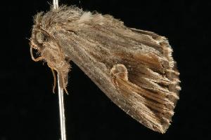  ( - HLC-10386)  @12 [ ] CreativeCommons - Attribution (2010) CBG Photography Group Centre for Biodiversity Genomics