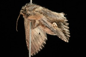  ( - 2005-ONT-1783)  @12 [ ] CreativeCommons - Attribution (2010) CBG Photography Group Centre for Biodiversity Genomics