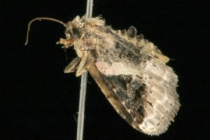  ( - 2005-ONT-1911)  @12 [ ] CreativeCommons - Attribution (2010) CBG Photography Group Centre for Biodiversity Genomics