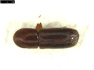  ( - 131124)  @11 [ ] CreativeCommons - Attribution Share-Alike (2026) Mignan Aurore INRAE, URZF