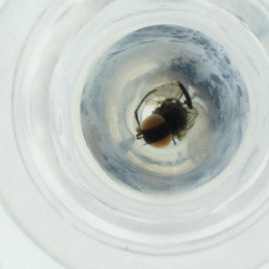  ( - MOZZ00000926A_B5)  @11 [ ] by (2004) Genome Research Ltd as Wellcome Sanger Institute Genome Research Limited operating as Wellcome Sanger Institute