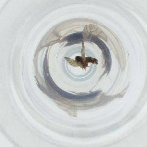  ( - YARN_002_F1)  @11 [ ] by (2004) Genome Research Ltd as Wellcome Sanger Institute Genome Research Limited operating as Wellcome Sanger Institute