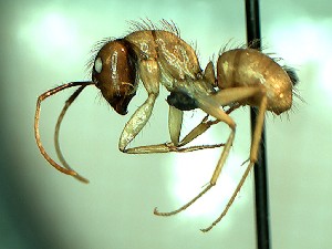  (Camponotus AAW0798 - HICD_E12_A)  @13 [ ] CreativeCommons - Attribution (2016) David Donoso Universidad de Cuenca