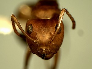  (Camponotus latangulus - KY_13_102_0878_1)  @12 [ ] CreativeCommons - Attribution (2016) David Donoso Universidad de Cuenca