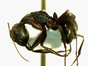  (Camponotus EC032 - Ta_072_1)  @11 [ ] CreativeCommons - Attribution (2016) David Donoso Escuela Politécnica Nacional
