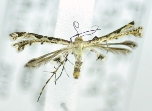  (PterophoridaeGEN sp. ACL2526 - USNM ENT 00737869)  @12 [ ] Unspecified (default): All Rights Reserved  Unspecified Unspecified