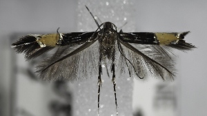  (Cosmopterix sp - USNM ENT 00737254)  @13 [ ] CreativeCommons - Attribution Non-Commercial Share-Alike (2014) Ondrej Kaman National Museum of Natural History, Smithsonian Institution