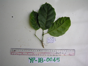  ( - YAWPLANTCR48)  @11 [ ] CreativeCommons - Attribution Non-Commercial Share-Alike (2016) C. Redmond Czech Academy of Sciences