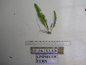  ( - YAWPLANTCR1)  @11 [ ] CreativeCommons - Attribution Non-Commercial Share-Alike (2016) C. Redmond Czech Academy of Sciences