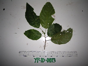  ( - YAWPLANTCR87)  @11 [ ] CreativeCommons - Attribution Non-Commercial Share-Alike (2016) C. Redmond Czech Academy of Sciences