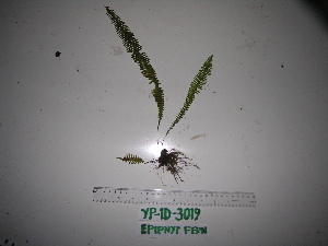  ( - YAWPLANTCR98)  @11 [ ] CreativeCommons - Attribution Non-Commercial Share-Alike (2016) C. Redmond Czech Academy of Sciences