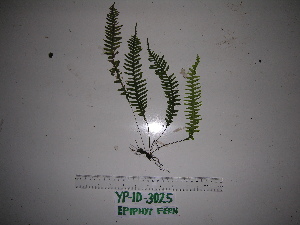  ( - YAWPLANTCR2)  @11 [ ] CreativeCommons - Attribution Non-Commercial Share-Alike (2016) C. Redmond Czech Academy of Sciences