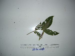  (Terminalia sp. 2 - YAWPLANTCR177)  @11 [ ] CreativeCommons - Attribution Non-Commercial Share-Alike (2016) C. Redmond Czech Academy of Sciences