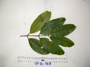  (Syzygium cf. laqueatum - YAWPLANTCR184)  @11 [ ] CreativeCommons - Attribution Non-Commercial Share-Alike (2016) C. Redmond Czech Academy of Sciences