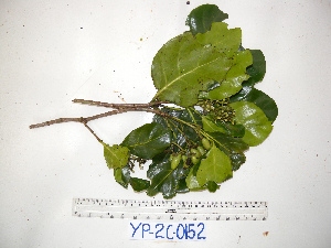  ( - YAWPLANTCR192)  @11 [ ] CreativeCommons - Attribution Non-Commercial Share-Alike (2016) C. Redmond Czech Academy of Sciences