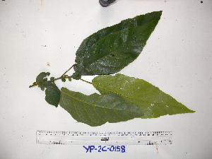  ( - YAWPLANTCR195)  @11 [ ] CreativeCommons - Attribution Non-Commercial Share-Alike (2016) C. Redmond Czech Academy of Sciences