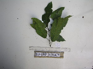  (Sloanea cf. forbesii - YAWPLANTCR202)  @11 [ ] CreativeCommons - Attribution Non-Commercial Share-Alike (2016) C. Redmond Czech Academy of Sciences