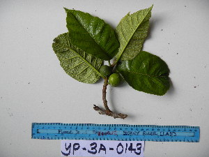  ( - YAWPLANTCR215)  @11 [ ] CreativeCommons - Attribution Non-Commercial Share-Alike (2016) C. Redmond Czech Academy of Sciences