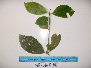  ( - YAWPLANTCR226)  @11 [ ] CreativeCommons - Attribution Non-Commercial Share-Alike (2016) C. Redmond Czech Academy of Sciences