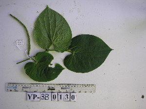  ( - YAWPLANTCR231)  @11 [ ] CreativeCommons - Attribution Non-Commercial Share-Alike (2016) C. Redmond Czech Academy of Sciences