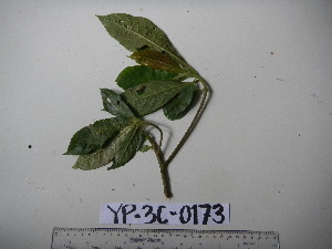  ( - YAWPLANTCR246)  @11 [ ] CreativeCommons - Attribution Non-Commercial Share-Alike (2016) C. Redmond Czech Academy of Sciences