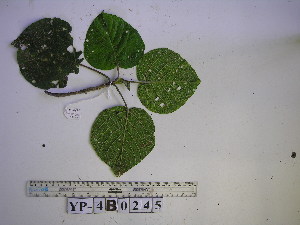  (Dendrocnide cordata - YAWPLANTCR314)  @11 [ ] CreativeCommons - Attribution Non-Commercial Share-Alike (2016) C. Redmond Czech Academy of Sciences