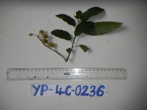  ( - YAWPLANTCR320)  @11 [ ] CreativeCommons - Attribution Non-Commercial Share-Alike (2016) C. Redmond Czech Academy of Sciences